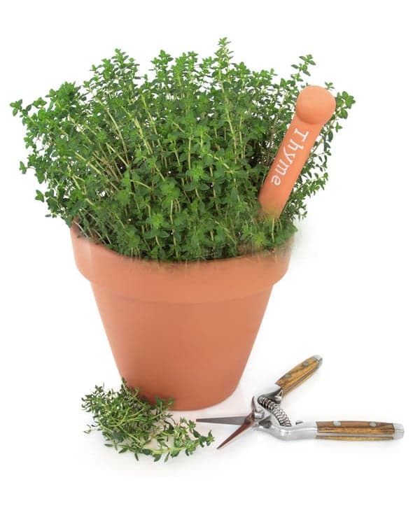 Minőségi olasz kakukkfű 14 cm-es műanyag cserépben