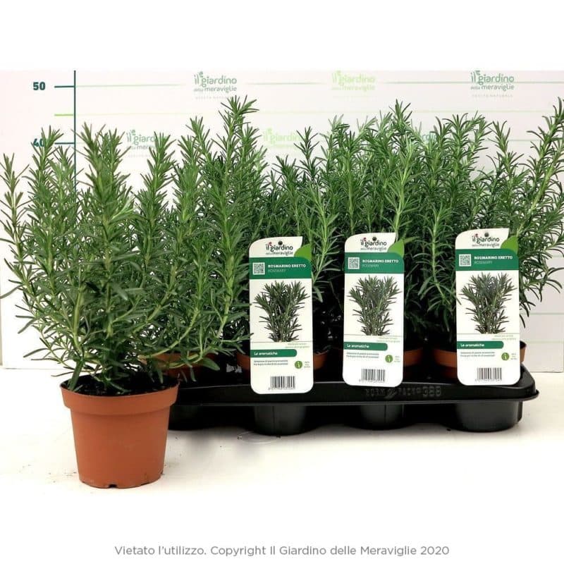 Rosemary in pot