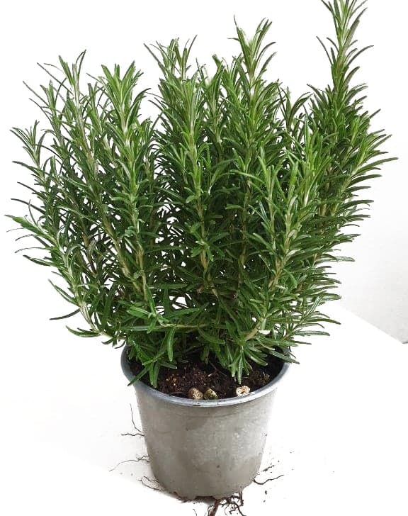 Rosemary in pot