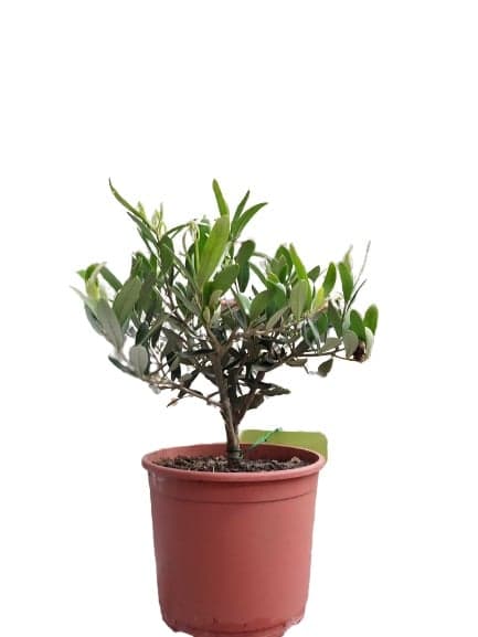 Oliva fa 14 cm-es cserépben