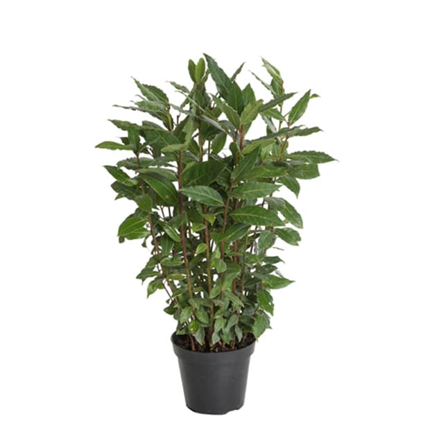 Bay laurel plant in a 14 cm pot