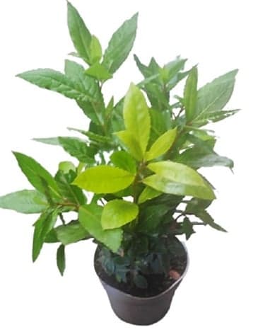 Bay laurel plant in a 14 cm pot