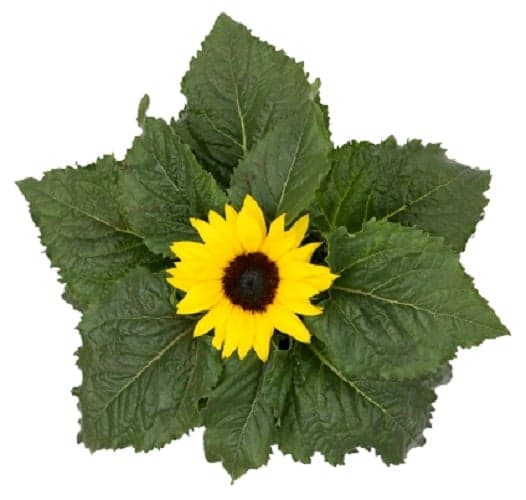 Törpe napraforgó (Helianthus 'Sunsation') 12 cm-es cserépben, 40 cm magas