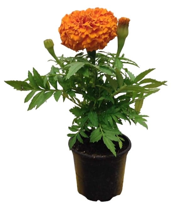 Bársonyvirág (Tagetes erecta) 9cm-es cserépben, vegyes színekben