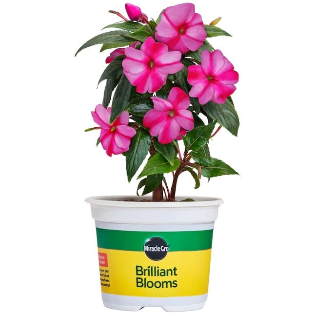 Nebáncsvirág (Pistike) 10,5cm-es cserépben