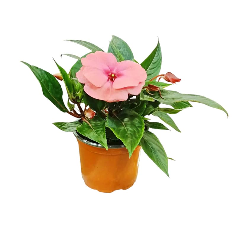 Nebáncsvirág (Pistike) 10,5cm-es cserépben