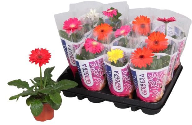 Gerbera 9cm