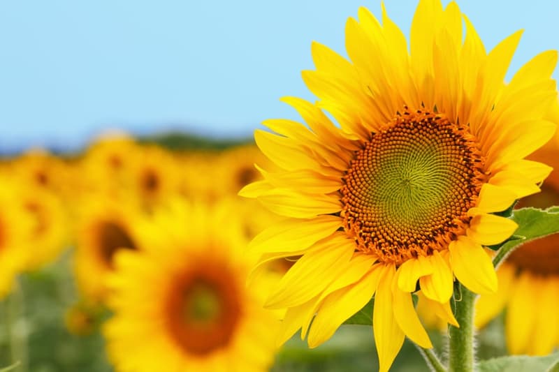 Nusy Flower Napraforgó 3 szál