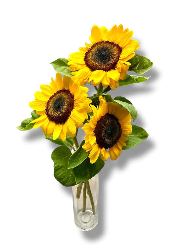 Nusy Flower Napraforgó 3 szál