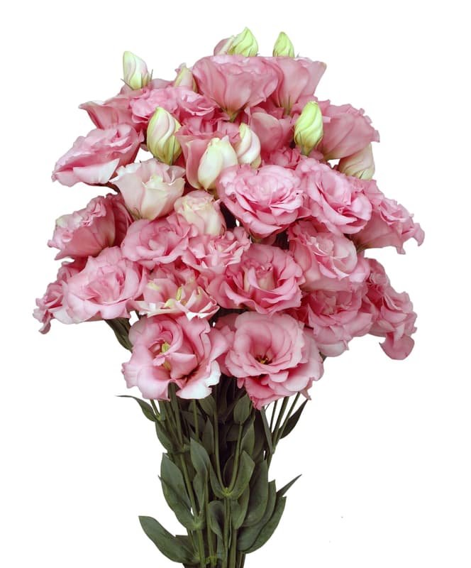 Nusy Flower Liziantusz csokor 3 szál