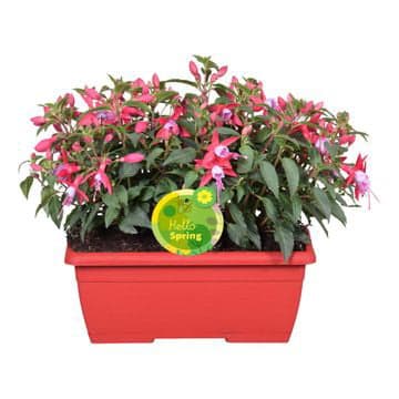 Fuchsia in 10,5cm pot