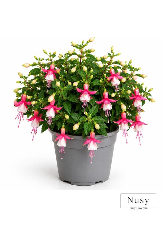 Fuchsia in 10,5cm pot