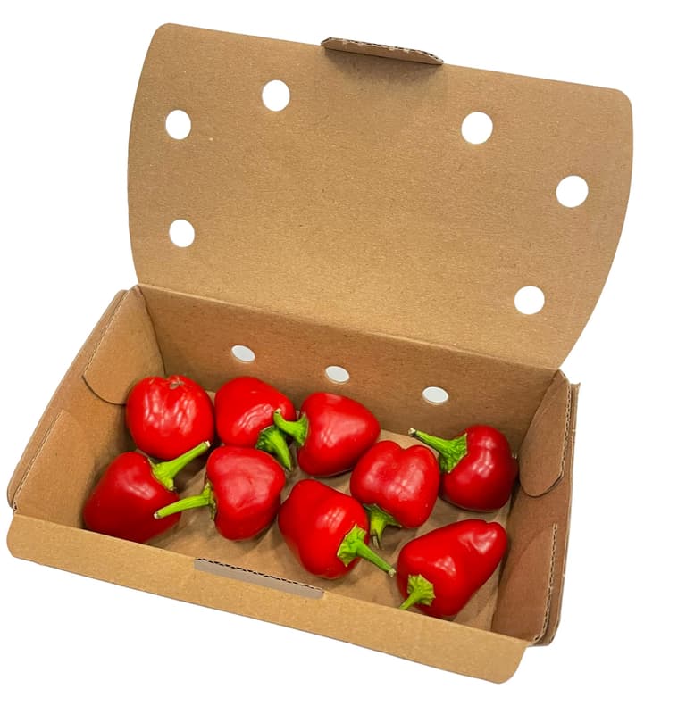 Hazai színes snack paprika válogatás Szili János termelőtől Kecskemétről, csomagolt