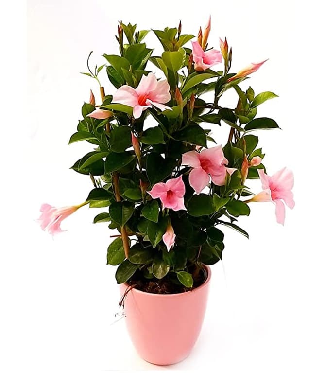 Brazil tölcsérjázmin (Dipladenia) 14 cm-es cserépben, vegyes színekben