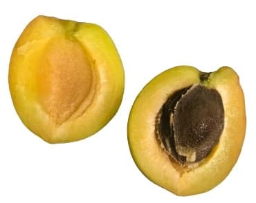 Hungarian apricot from Nagykörű, packed