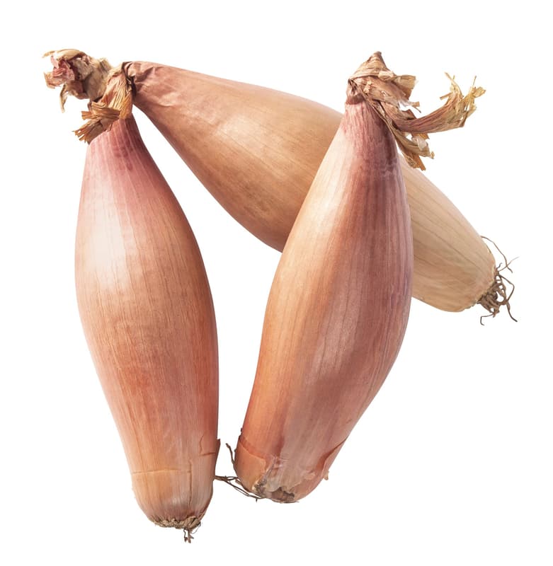 Shallot onion