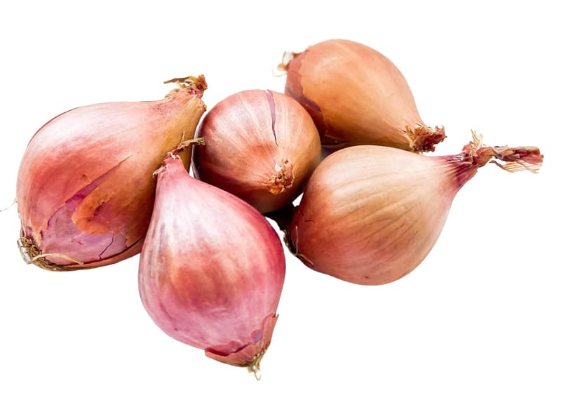 Shallot onion