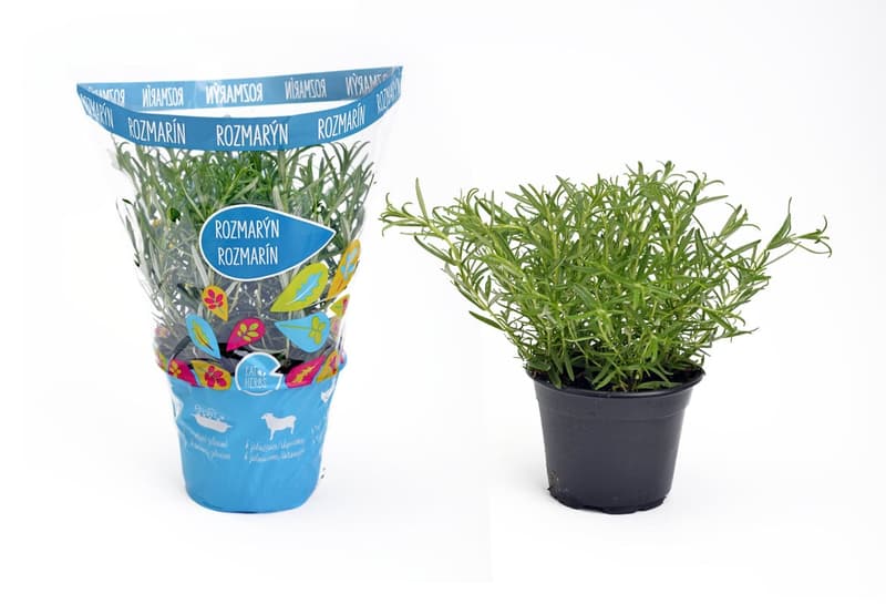 BIO Rosemary herb in pot
