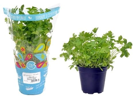 BIO Cserepes koriander