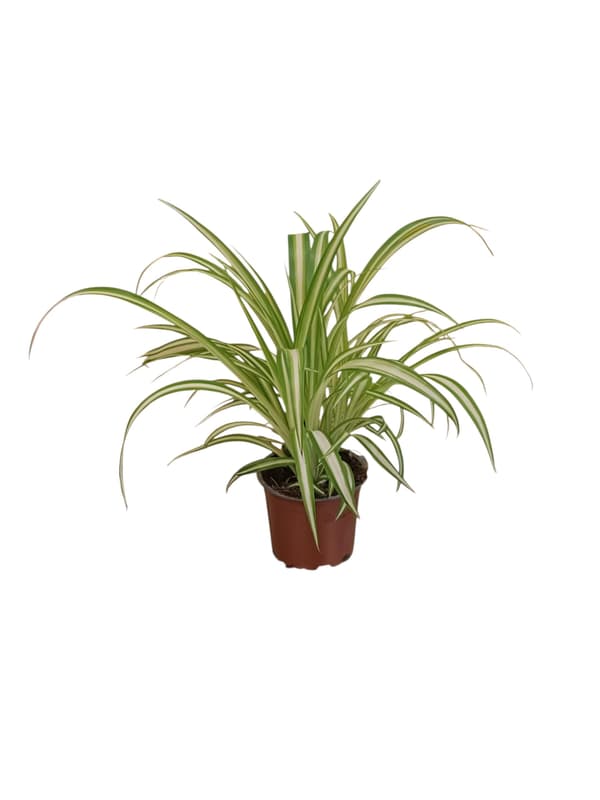 Chlorophytum 12cm