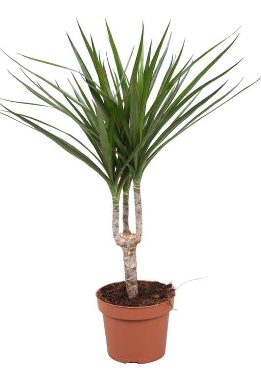 Sárkányfa "Dracaena Marginata" 12cm