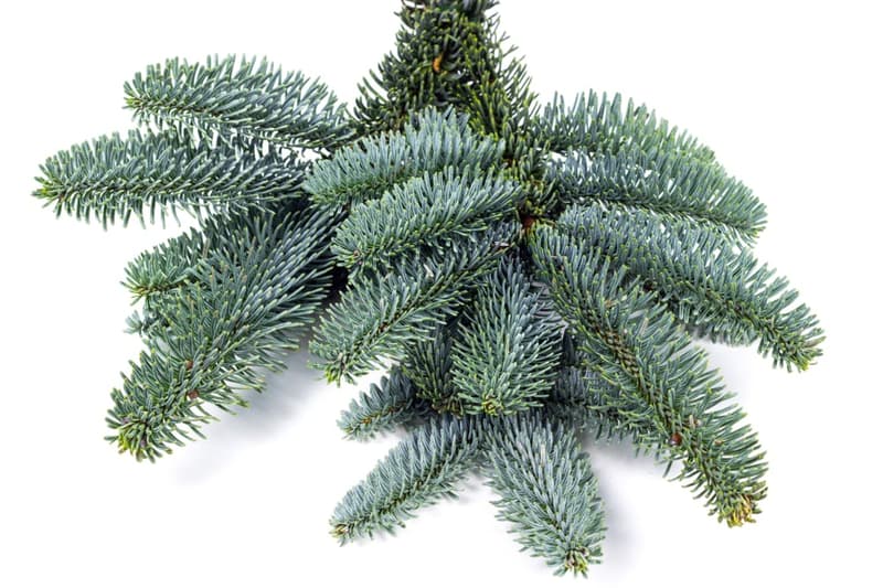 Prémium ezüst Nobilis fenyő ágak 0,8-1,1 Kg