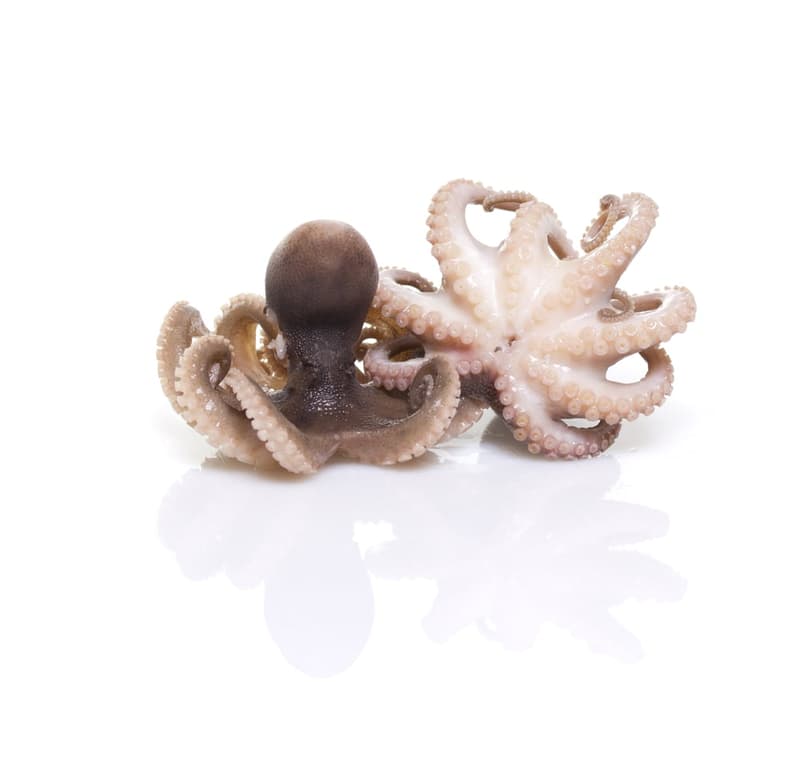 COOKED BABY OCTOPUS 150G