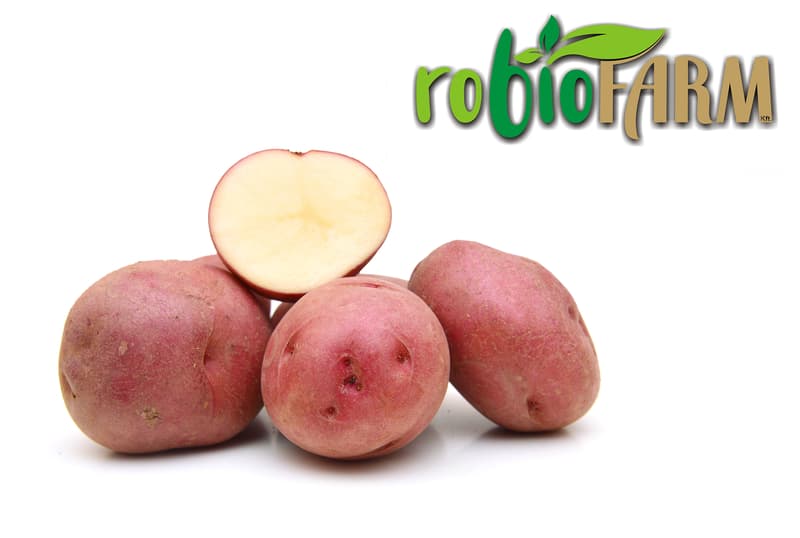 Hungarian BIO Red Balatoni rose variety potatoes from Kiskunhalas, bulk