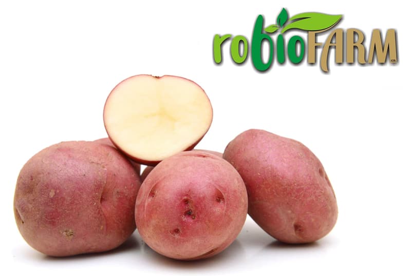 Hungarian BIO Red Balatoni rose variety potatoes from Kiskunhalas, bulk