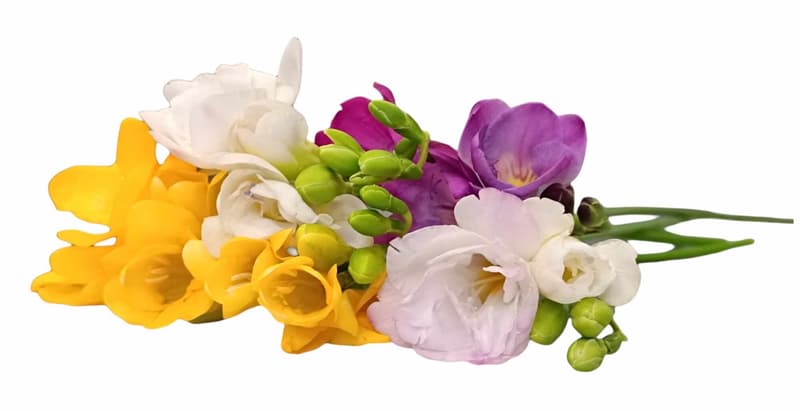 Freesia bouquet