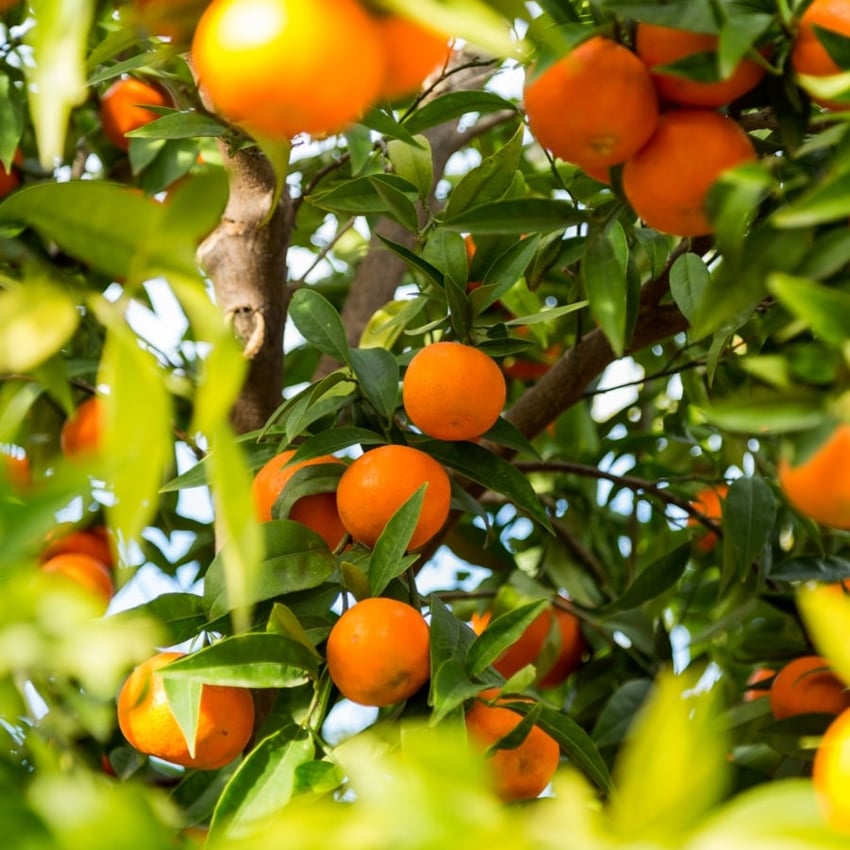 Az egyik legkedveltebb citrusféle