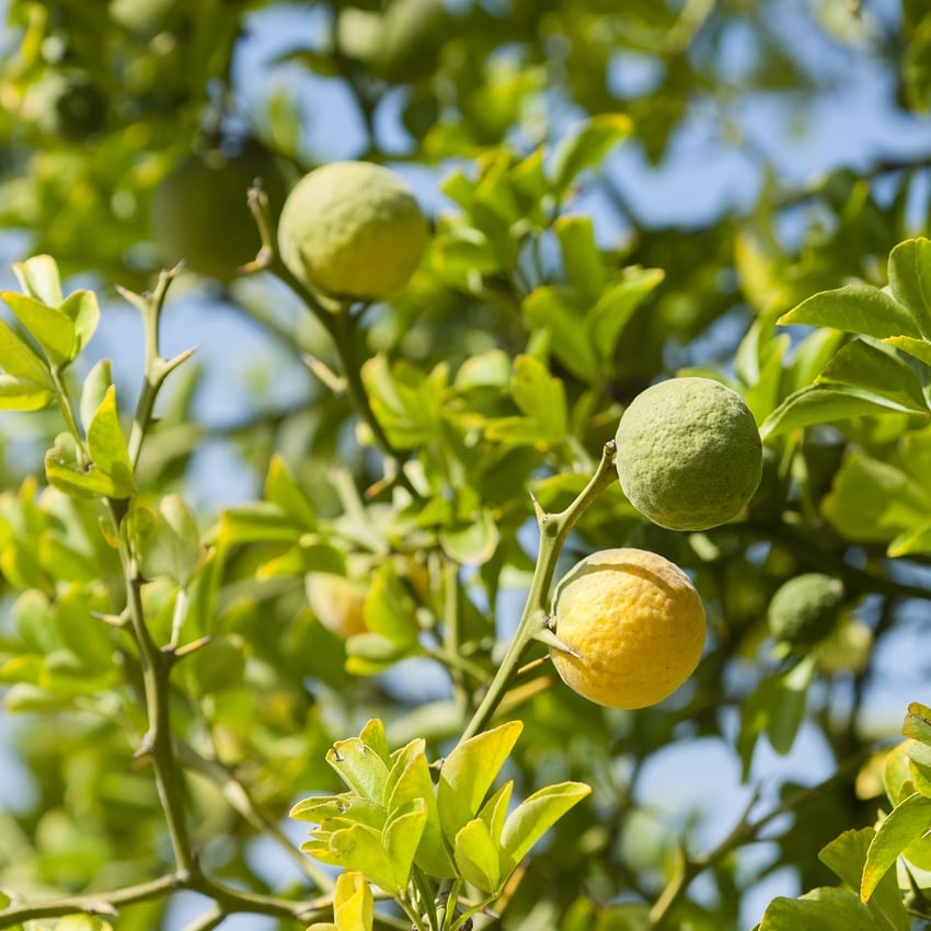 Bergamot narancs